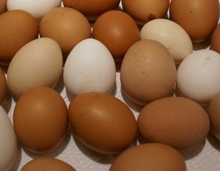 Обмеження на експорт українських яєць до Ізраїлю можуть бути зняті протягом найближчих місяців